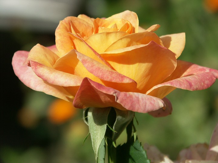 img00029.jpg