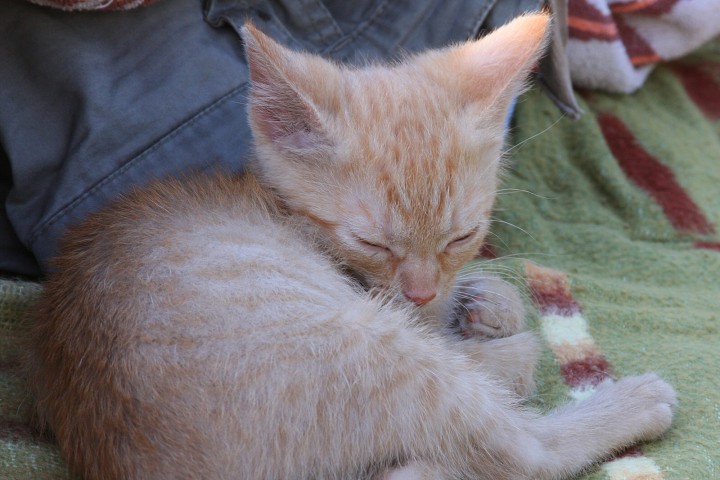 img00005.jpg