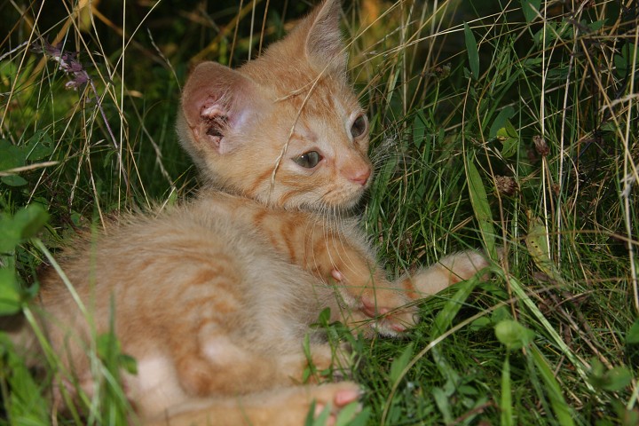 img00016.jpg
