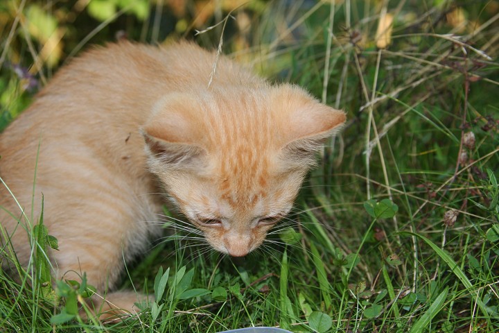img00018.jpg
