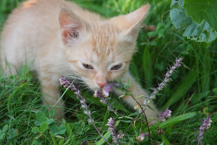 img00042.jpg