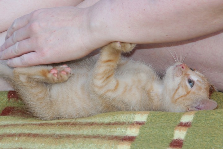 img00056.jpg
