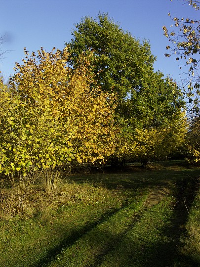 img00098.jpg